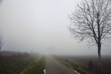 İtalya kırsalında dar bir yol sisli bir kışın kenarında çıplak bir ağaçla