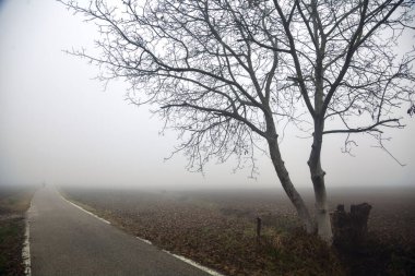 İtalya kırsalında dar bir yol sisli bir kışın kenarında çıplak bir ağaçla