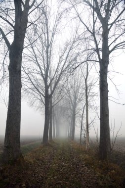İtalya kırsalında sisli bir günde çıplak kavak ve sulama kanalları arasındaki yol