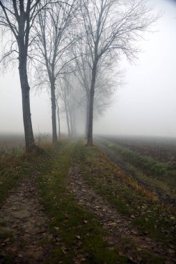İtalya kırsalında sisli bir günde çıplak kavak ve sulama kanalları arasındaki yol