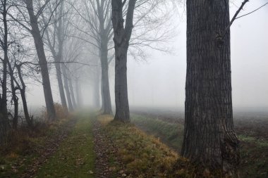 İtalya kırsalında sisli bir günde çıplak kavak ve sulama kanalları arasındaki yol