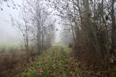 İtalya 'da kışın sisli bir günde çıplak ağaçlarla çevrili otlak bir yol.