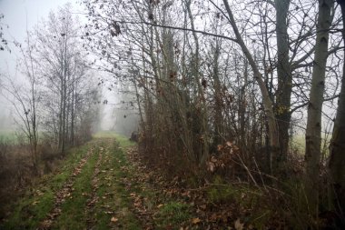 İtalya 'da kışın sisli bir günde çıplak ağaçlarla çevrili otlak bir yol.