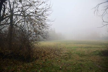 Açık alan, kışın sisli bir günde çıplak ağaçlarla çevrili.