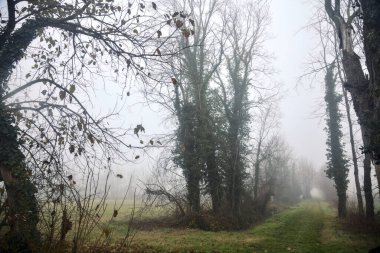İtalya 'da kışın sisli bir günde çıplak ağaçlarla çevrili otlak bir yol.