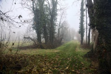 İtalya 'da kışın sisli bir günde çıplak ağaçlarla çevrili otlak bir yol.