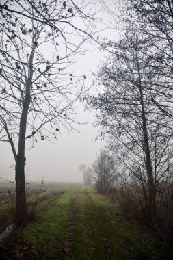 Kışın sisli bir günde korulukta bir yolun sonu.