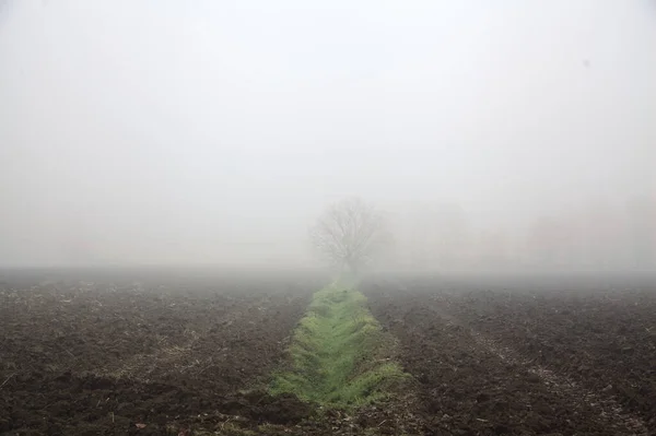 Bare tree on an irrigation channel in the fog seen from afar