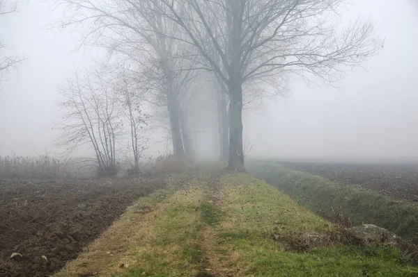 Path that leads to a row of poplars on a foggy day in the italian countryside