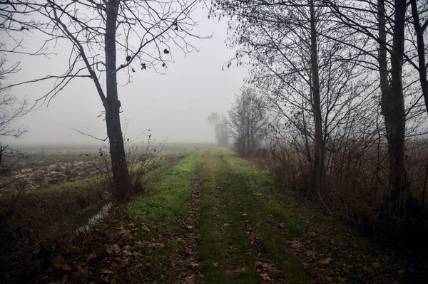 End of a path in a grove on a foggy day in winter