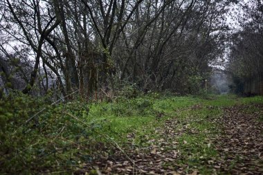 Çıplak ağaçlarla çevrili yol ve kışın bulutlu bir günde sarmaşıkla kaplı bir duvar.