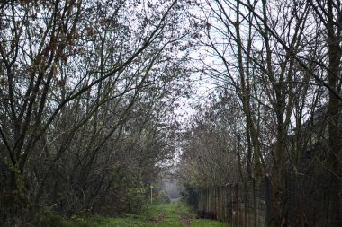 Çıplak ağaçlarla çevrili yol ve kışın bulutlu bir günde sarmaşıkla kaplı bir duvar.