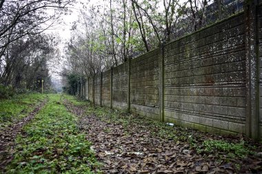 Çıplak ağaçlarla çevrili yol ve kışın bulutlu bir günde sarmaşıkla kaplı bir duvar.
