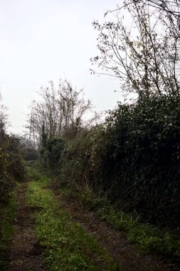 Çıplak ağaçlarla çevrili yol ve kışın bulutlu bir günde sarmaşıkla kaplı bir duvar.