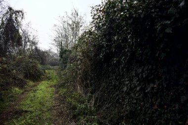Çıplak ağaçlarla çevrili yol ve kışın bulutlu bir günde sarmaşıkla kaplı bir duvar.