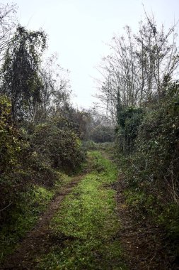 Çıplak ağaçlarla çevrili yol ve kışın bulutlu bir günde sarmaşıkla kaplı bir duvar.