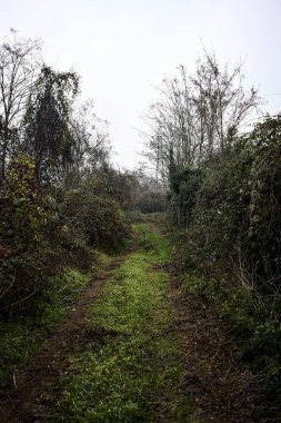 Çıplak ağaçlarla çevrili yol ve kışın bulutlu bir günde sarmaşıkla kaplı bir duvar.