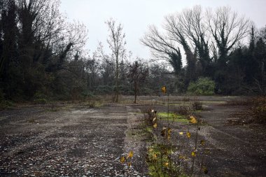 Bulutlu bir günde yerde enkaz olan çıplak ağaçlar.