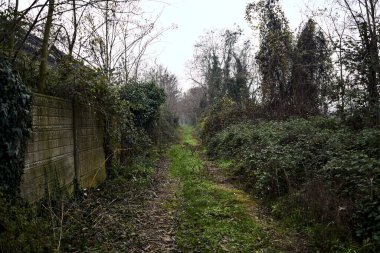 Çıplak ağaçlarla çevrili yol ve kışın bulutlu bir günde sarmaşıkla kaplı bir duvar.