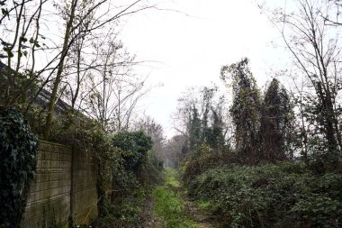 Çıplak ağaçlarla çevrili yol ve kışın bulutlu bir günde sarmaşıkla kaplı bir duvar.