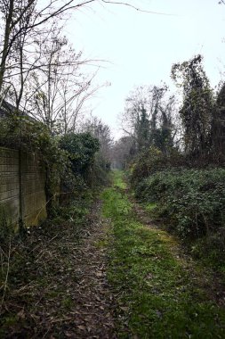 Çıplak ağaçlarla çevrili yol ve kışın bulutlu bir günde sarmaşıkla kaplı bir duvar.
