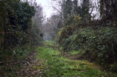 Çıplak ağaçlarla çevrili yol ve kışın bulutlu bir günde sarmaşıkla kaplı bir duvar.