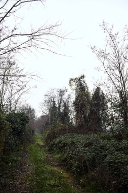 Çıplak ağaçlarla çevrili yol ve kışın bulutlu bir günde sarmaşıkla kaplı bir duvar.