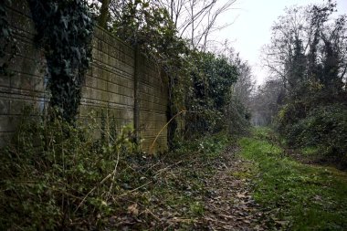 Çıplak ağaçlarla çevrili yol ve kışın bulutlu bir günde sarmaşıkla kaplı bir duvar.