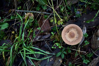 Çimenlerdeki yapraklı mantarlar.