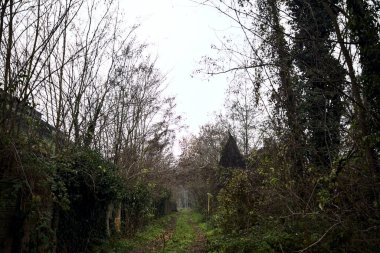 Çıplak ağaçlarla çevrili yol ve kışın bulutlu bir günde sarmaşıkla kaplı bir duvar.