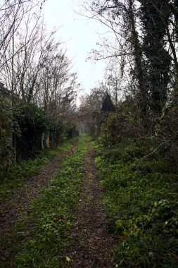 Çıplak ağaçlarla çevrili yol ve kışın bulutlu bir günde sarmaşıkla kaplı bir duvar.