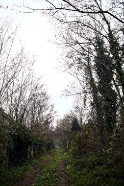 Çıplak ağaçlarla çevrili yol ve kışın bulutlu bir günde sarmaşıkla kaplı bir duvar.