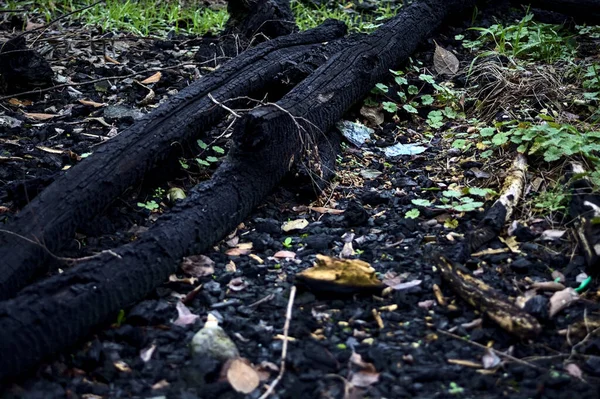 Burnt trunks on the ground seen up close