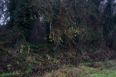 Border of a forest next to a stream of water with an opening in the trees on a cloudy day