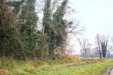 Asphalted trail with a forest and a stream of water at its edge in the middle of cultivated fields on a cloudy day in the italian countryside