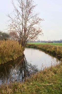 Bare tree on a bend in a stream of water bordered by reeds with reflections of the sky and trees in the water