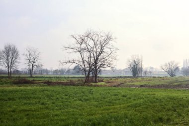 Bare poplars in a cultivated field on a cloudy day in the italian countryside