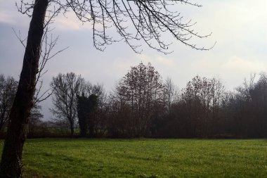 Open space bordered by bare trees on a cloudy day