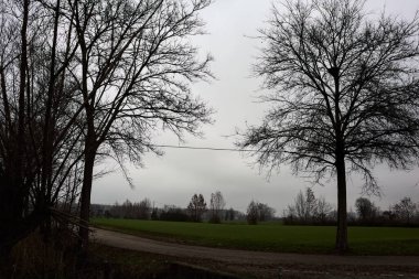 Bend in a country road with a tree at its edge on a cloudy day