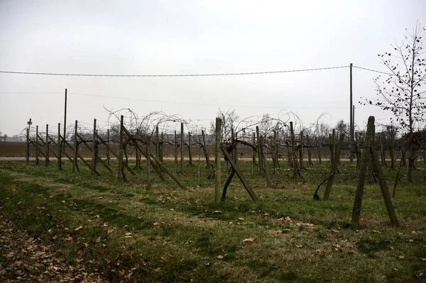 Bare vineyard in a field by the edge of a road in the italian countryside on a cloudy day