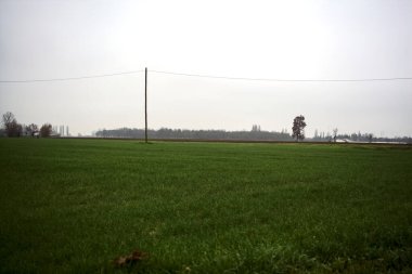 Cultivated field on a cloudy day with a tree framed by an over head electricity cable in the distance