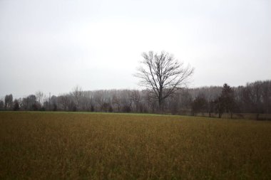 Cultivated field on a cloudy day with a tree framed by an over head electricity cable in the distance