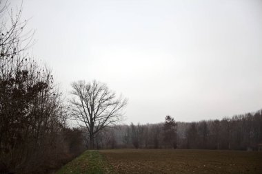 Bare tree by the edge of a stream of water next to a cultivated field on a cloudy day in the italian countryside
