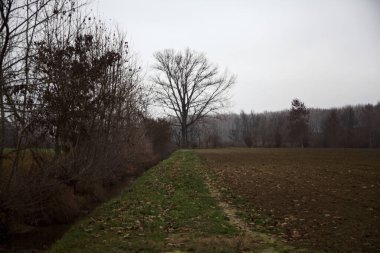 Bare tree by the edge of a stream of water next to a cultivated field on a cloudy day in the italian countryside