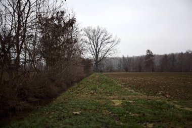 Bare tree by the edge of a stream of water next to a cultivated field on a cloudy day in the italian countryside