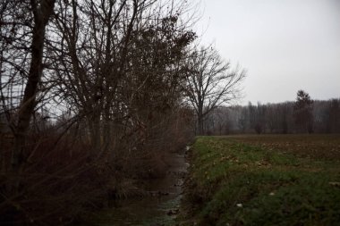 Bare tree by the edge of a stream of water next to a cultivated field on a cloudy day in the italian countryside