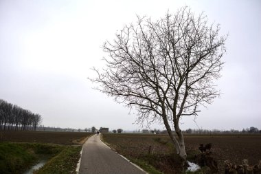 Bare tree by the edge of a road next to a field on a cloudy day in the italian countryside
