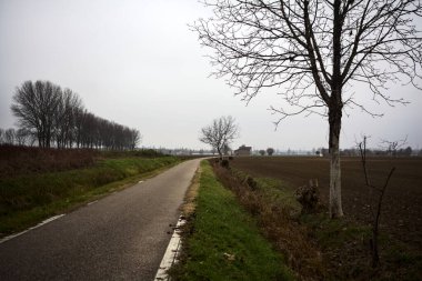 Bare tree by the edge of a road next to a field on a cloudy day in the italian countryside