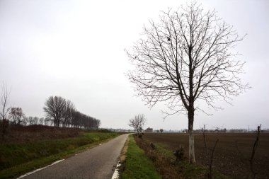 Bare tree by the edge of a road next to a field on a cloudy day in the italian countryside