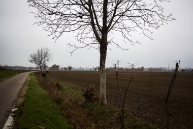 Bare tree by the edge of a road next to a field on a cloudy day in the italian countryside